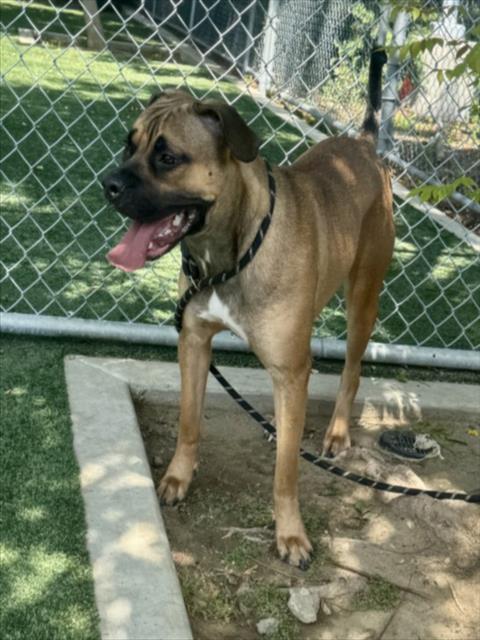 KONA, an adoptable Boxer in Chatsworth, CA
