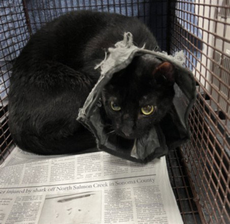 GOAT, Adult Domestic Short Hair (medium coat), cat for adoption in San Buenaventura (Ventura), California