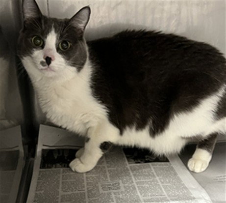 GRISELADA, Adult American Shorthair (medium coat), cat for adoption in San Buenaventura (Ventura), California