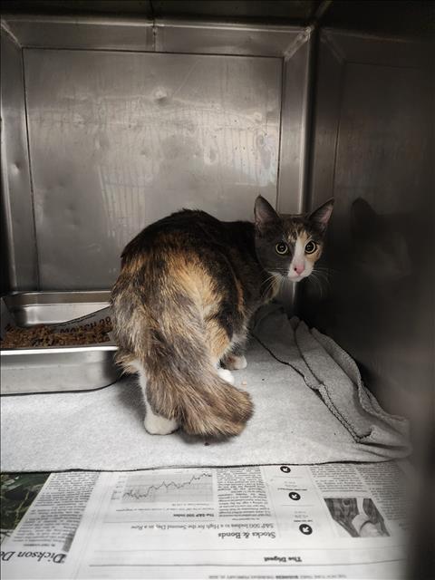 NINA, Young Domestic Short Hair (medium coat), cat for adoption in San Buenaventura (Ventura), California