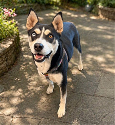 ALLY, an adoptable Siberian Husky in Chatsworth, CA