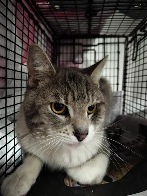 LILO, Adult Domestic Short Hair (medium coat), cat for adoption in San Buenaventura (Ventura), California