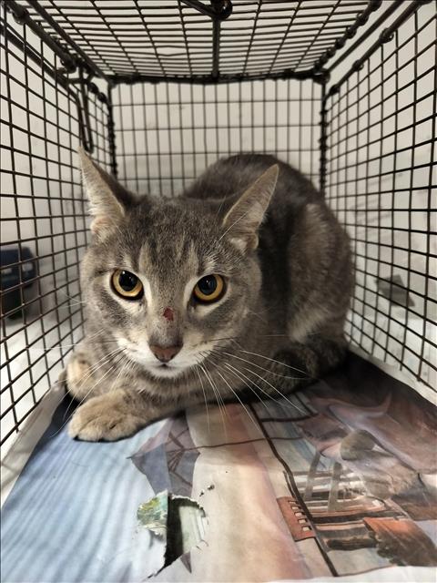 NIVEL, Adult Domestic Short Hair (medium coat), cat for adoption in San Buenaventura (Ventura), California