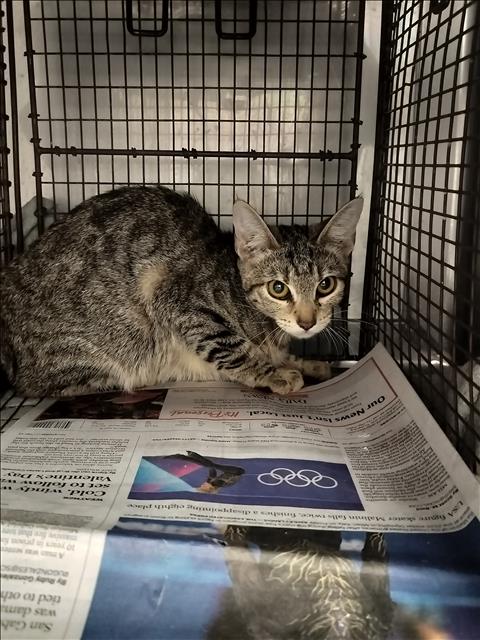 DINO, Adult Domestic Short Hair (medium coat), cat for adoption in San Buenaventura (Ventura), California