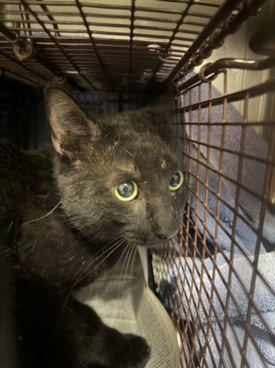 TERRY, Adult Domestic Short Hair (medium coat), cat for adoption in Alhambra, California