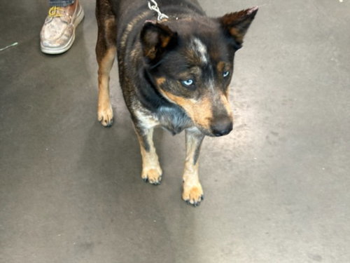 GINNY, an adoptable Australian Cattle Dog in Chatsworth, CA
