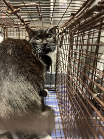 STEVIE, Adult Domestic Short Hair (medium coat), cat for adoption in Alhambra, California