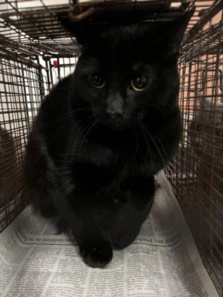 JETT, Adult Domestic Short Hair (medium coat), cat for adoption in Alhambra, California