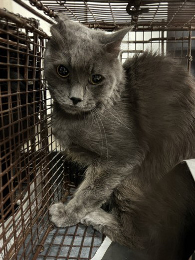 ZEPHYR, Adult Domestic Short Hair (medium coat), cat for adoption in Alhambra, California