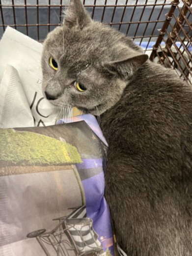 MISO, Adult Domestic Short Hair (medium coat), cat for adoption in Alhambra, California