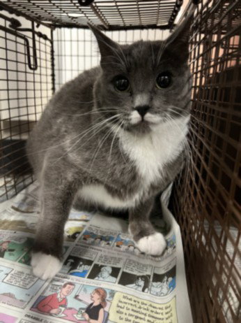 BILLIE, Young Domestic Short Hair (medium coat), cat for adoption in San Buenaventura (Ventura), California