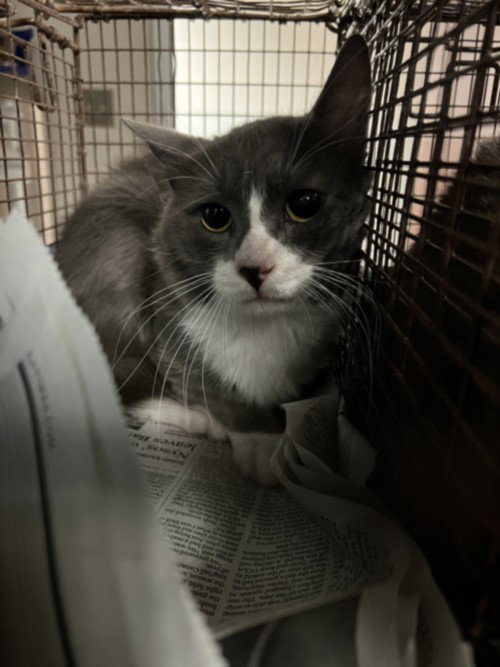 NIMBUS, Adult Domestic Short Hair (medium coat), cat for adoption in Alhambra, California