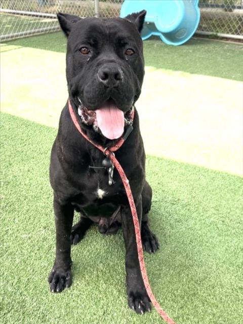 MARCO, an adoptable Cane Corso Mastiff in Chatsworth, CA
