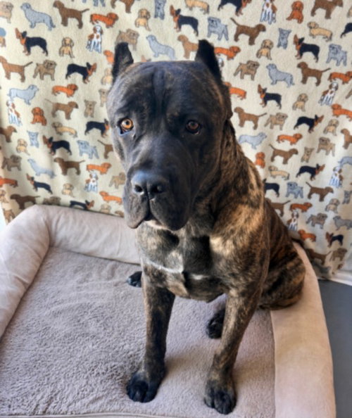GUNTHER, an adoptable Cane Corso Mastiff in Chatsworth, CA