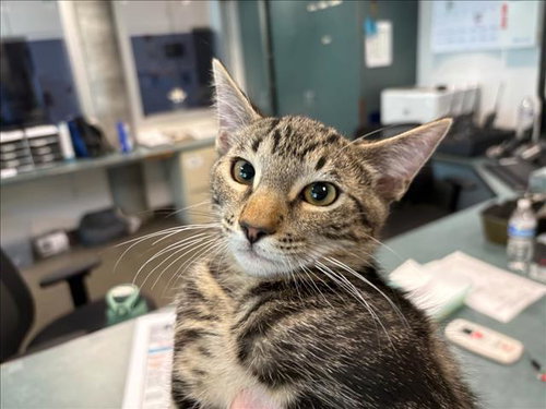 DRIZZLE, Baby Domestic Short Hair (medium coat), cat for adoption in San Buenaventura (Ventura), California