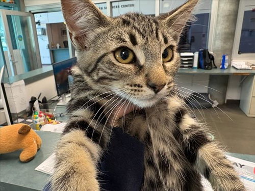 MARZIPAN, Baby Domestic Short Hair (medium coat), cat for adoption in San Buenaventura (Ventura), California
