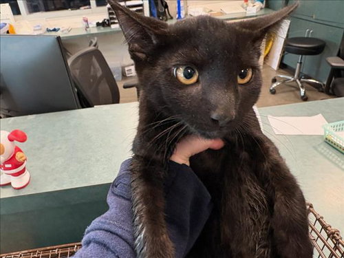 TIKI, Baby Domestic Short Hair (medium coat), cat for adoption in San Buenaventura (Ventura), California