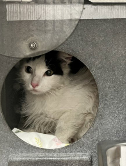 ISABELLE, Young Domestic Long Hair (medium coat), cat for adoption in Alhambra, California