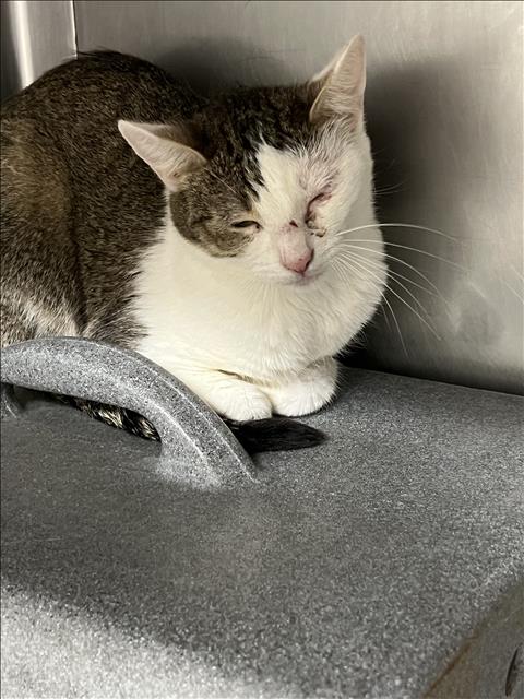 LIONA, Adult Domestic Short Hair (medium coat), cat for adoption in Alhambra, California