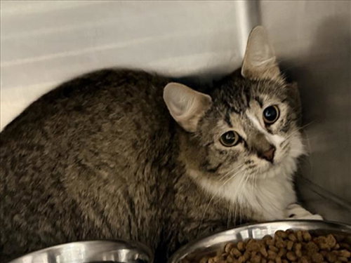 TABITHA, Adult Domestic Short Hair (medium coat), cat for adoption in Alhambra, California
