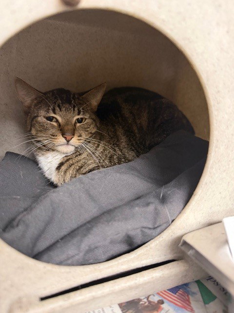 SOPHIA, Adult Domestic Short Hair (medium coat), cat for adoption in San Buenaventura (Ventura), California