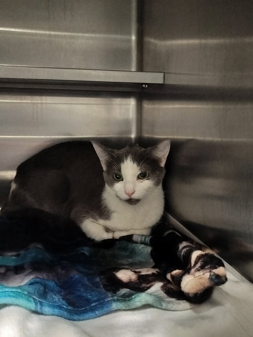 BELLE, Adult Domestic Short Hair (medium coat), cat for adoption in San Buenaventura (Ventura), California