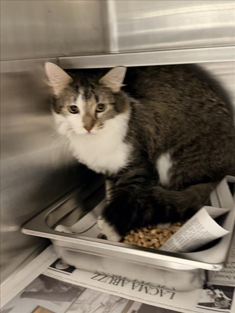 ROSE, Adult Domestic Short Hair (medium coat), cat for adoption in Alhambra, California