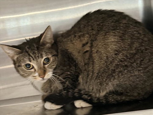 ROBIN, Adult Domestic Short Hair (medium coat), cat for adoption in Alhambra, California