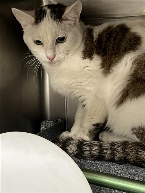 LIL, Adult Domestic Short Hair (medium coat), cat for adoption in San Buenaventura (Ventura), California