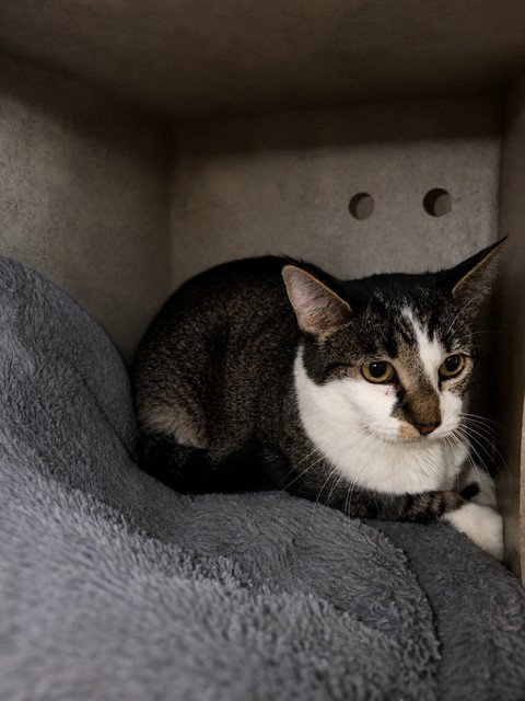ROXIE, Adult Domestic Short Hair (medium coat), cat for adoption in Alhambra, California