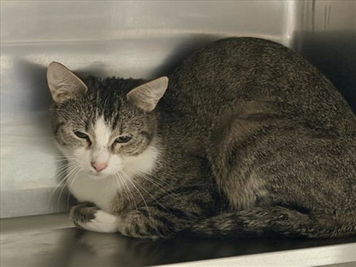 BOOTS, Adult Domestic Short Hair (medium coat), cat for adoption in Alhambra, California