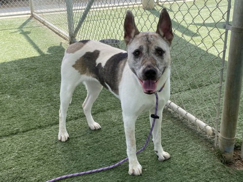 AKIRA, an adoptable Akita in Chatsworth, CA