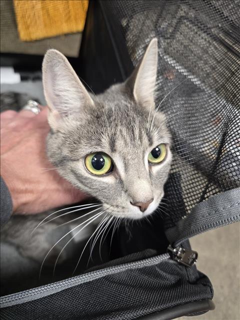 LUNA, Adult Domestic Short Hair (medium coat), cat for adoption in San Buenaventura (Ventura), California