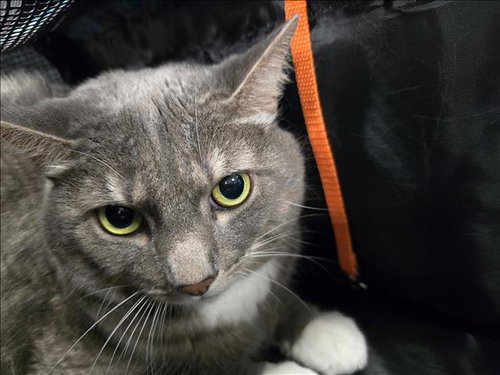 BOOGIE, Adult Domestic Short Hair (medium coat), cat for adoption in Alhambra, California