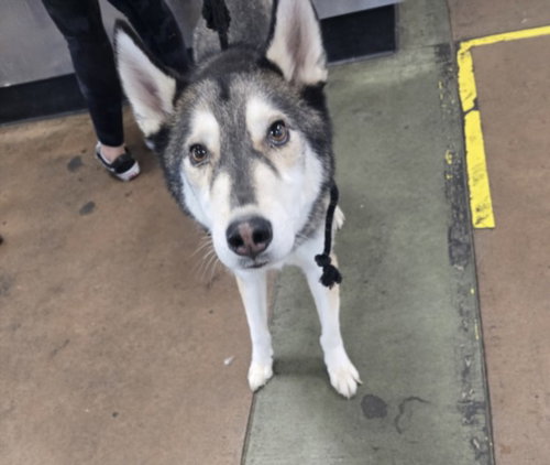 HONDO, an adoptable Siberian Husky in Chatsworth, CA