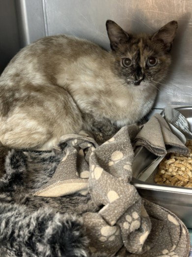 SKY, Adult Domestic Short Hair (medium coat), cat for adoption in San Buenaventura (Ventura), California
