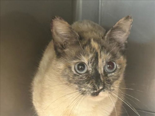 SKY, Adult Domestic Short Hair (medium coat), cat for adoption in Alhambra, California