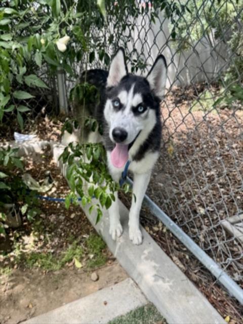 MONTANA, an adoptable Siberian Husky in Chatsworth, CA