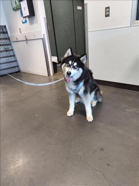 MAX, an adoptable Siberian Husky in Chatsworth, CA