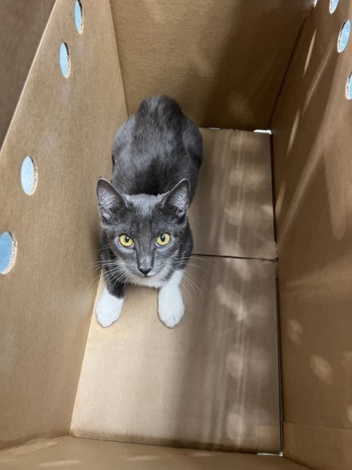 HEDWIG, Baby Domestic Short Hair (medium coat), cat for adoption in San Buenaventura (Ventura), California
