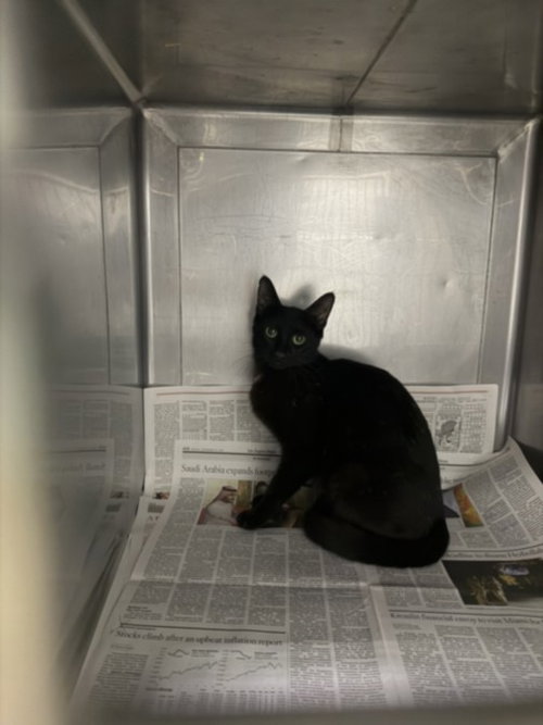 CYRSTAL, Adult Domestic Short Hair (medium coat), cat for adoption in San Buenaventura (Ventura), California