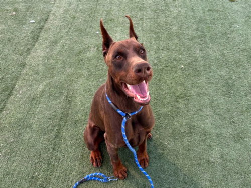 HUNTER, an adoptable Doberman Pinscher in Chatsworth, CA