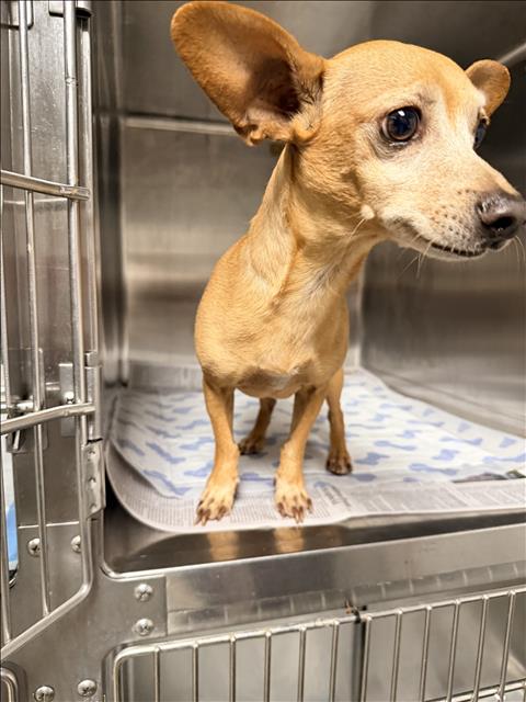 TOBY, an adoptable Chihuahua in Chatsworth, CA