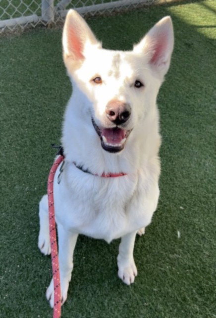 STITCH, an adoptable Samoyed in Chatsworth, CA