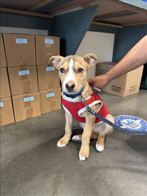 BLUEY, an adoptable Carolina Dog in Chatsworth, CA
