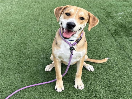 COPPER, an adoptable Beagle in Chatsworth, CA