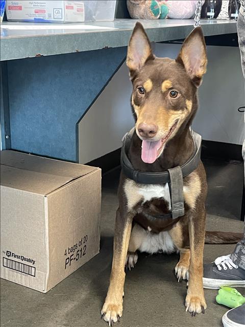 KASHH, an adoptable Doberman Pinscher in Chatsworth, CA