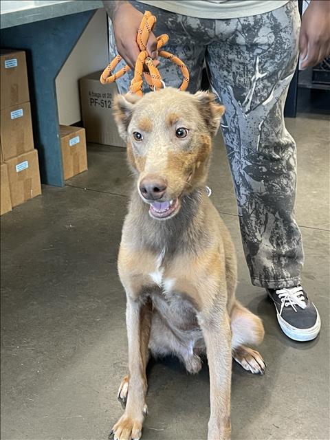 EURO, an adoptable Doberman Pinscher in Chatsworth, CA