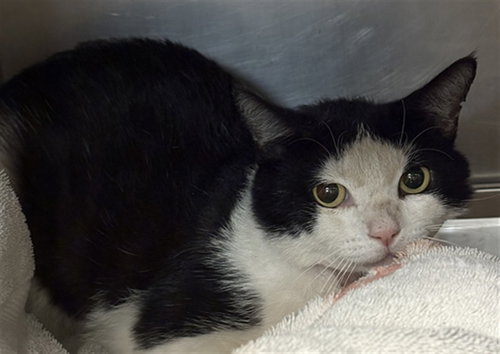 CHUEY, Adult Domestic Short Hair (medium coat), cat for adoption in Alhambra, California