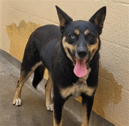 TYLER, an adoptable Australian Kelpie in Chatsworth, CA